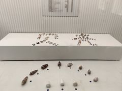 -青岛贝壳博物馆