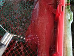 -新河畔海鲜酒楼(虎门店)