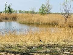 -野鸭湖国家湿地公园
