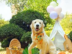 -超宠爱宠物摄影-Super pet