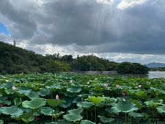 -江心屿景区