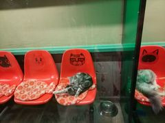 -猫咪博物馆(顶澳仔猫街店)