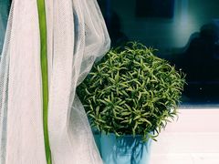 -大王油茶(磁器口店)
