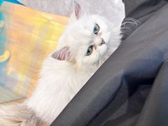 -有猫儿腻咖啡厅.猫咖