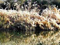 -艾溪湖湿地公园