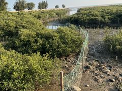 -北海金海湾红树林生态旅游区