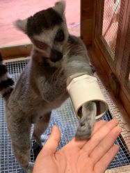 -Zoolung Zoolung动物主题公园(海信广场店)