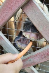 -萌宠亲子动物乐园(槐房万达店)