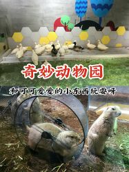 -七巧国萌宠乐园(龙湖天街店)