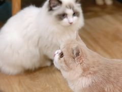 -滚猫咖啡·猫咖·猫友好撸猫(未来城店)