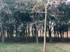 -蜀冈西峰生态公园