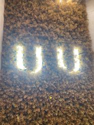-UU·NAIL美甲美睫專門店