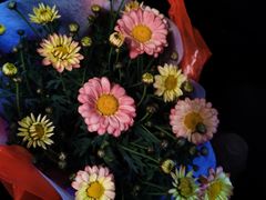 -中环花鸟鱼虫市场