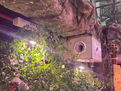 -正佳雨林生态植物园