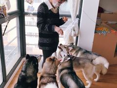 -Husky Go! 哈士奇体验馆·宠物咖啡厅狗咖