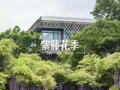 -嘉定紫藤园