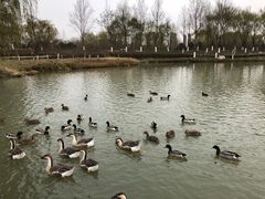 -西安浐灞国家湿地公园