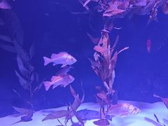 -瑞普利水族馆