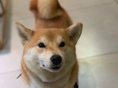 -柴务处·柴犬主题狗咖