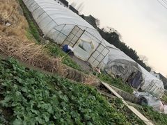 -小鱼草莓采摘园农家乐·小鱼餐厅