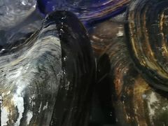 -八仔大富楼·河鲜(西江店)