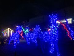-汉拿树木园
