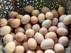 -马陆小张葡萄园农家乐