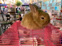 -哈尔滨道外花鸟鱼市场