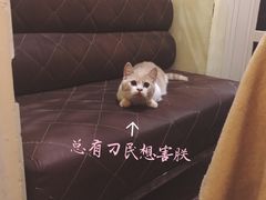 -猫色咖啡·猫咖