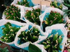 -秦美花卉(天朗·莱茵小城2期店)
