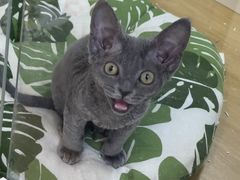 -青奢宠物·青奢猫舍