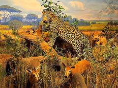 -陕西自然博物馆