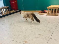 -飞行喵MR PILOT|猫舍·猫咖(静安大融城店)