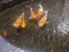 -裕丰源滋补烩面(天赋路店)