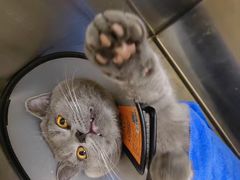 -艾贝尔宠物医院 ·内科全科(梁溪路店)