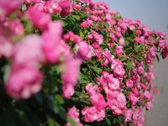-上海滨江森林公园