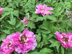-广西壮族自治区药用植物园