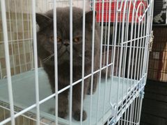 -汪小喵宠物·戴维斯乐芳希施宠馨宝皮毛调理洗护店