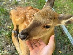 -北京鹿世界主题园