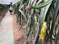 -菊园百果园
