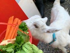 -前小桔亲子创意农场·草莓采摘·露营烧烤