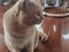 -Catmate·猫肥家润(金润铂宫店)