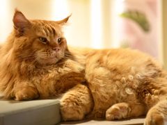 -藏猫猫咖啡主题馆(中央大道店)