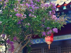 -蓬莱阁景区