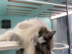 -猫宠乐园·专业洗护