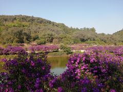 -南国桃园旅游度假区