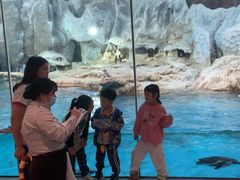 -帝企鹅自助餐厅•儿童岛•真企鹅(长隆企鹅酒店)