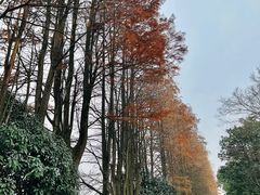 -西溪国家湿地公园