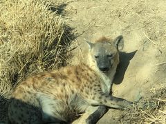 -北京野生动物园