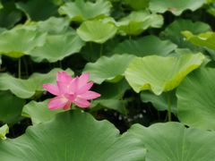 -荷塘月色湿地公园·向阳花洲